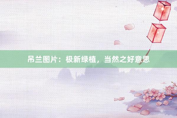 吊兰图片：极新绿植，当然之好意思